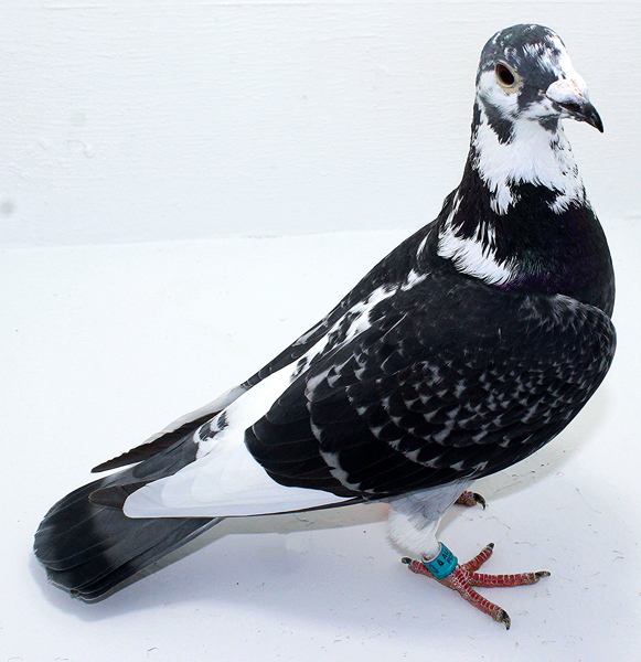 Band: AU 20103 AA 2025